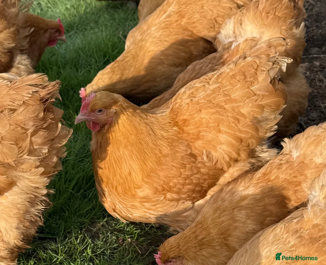 Chickens poultry for sale: Orpington chicks  - Advert 3