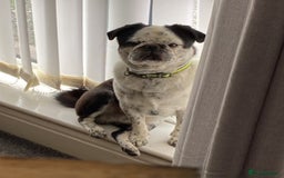 Pug dogs for stud: kc panda pug for stud in Blackpool - Image 4