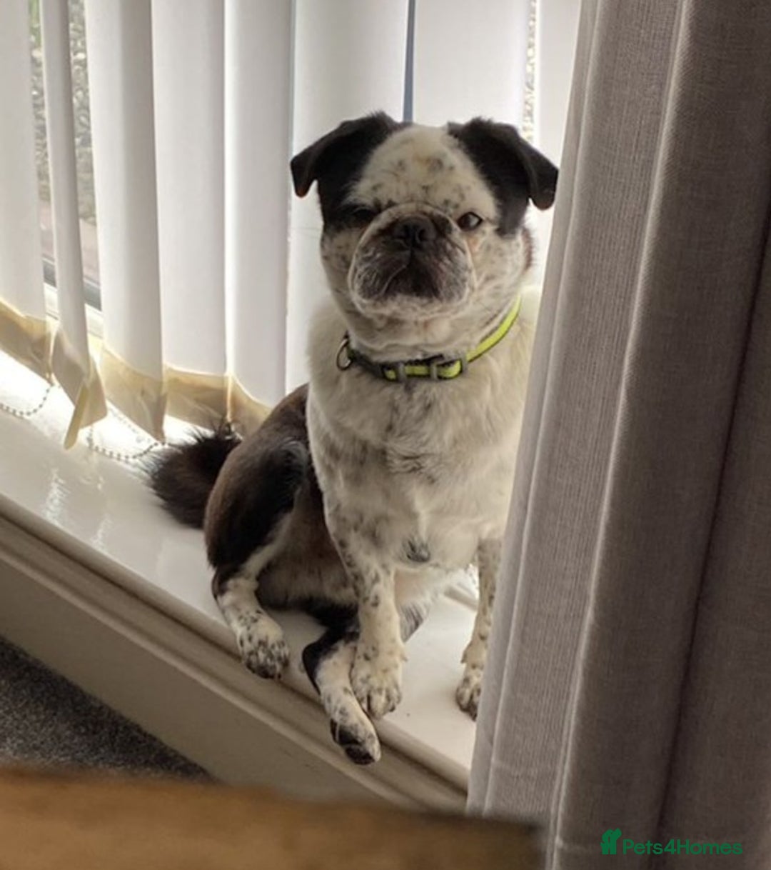 Pug dogs for stud: kc panda pug for stud in Blackpool - Image 4
