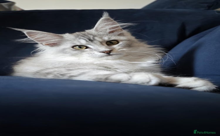 Maine Coon cats - Advert 11
