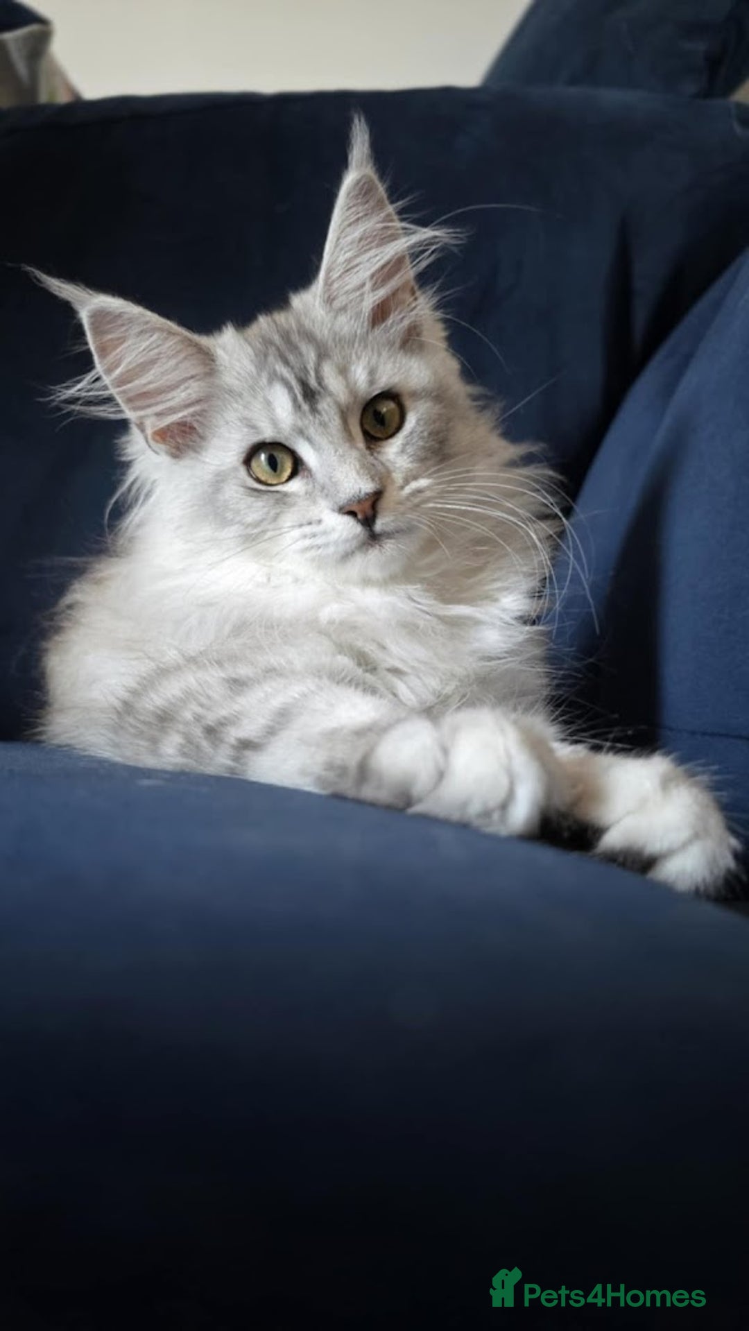 Maine Coon cats for sale: GCCF register girls  - Image 1