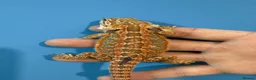 Bearded Dragon reptiles for sale: 💥💥💥Baby Dragons! WEEKEND SPECIAL £150 💥💥💥 - Advert 14