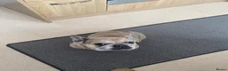 French Bulldog dogs for sale: Frenchie bitch for rehome  - Advert 1