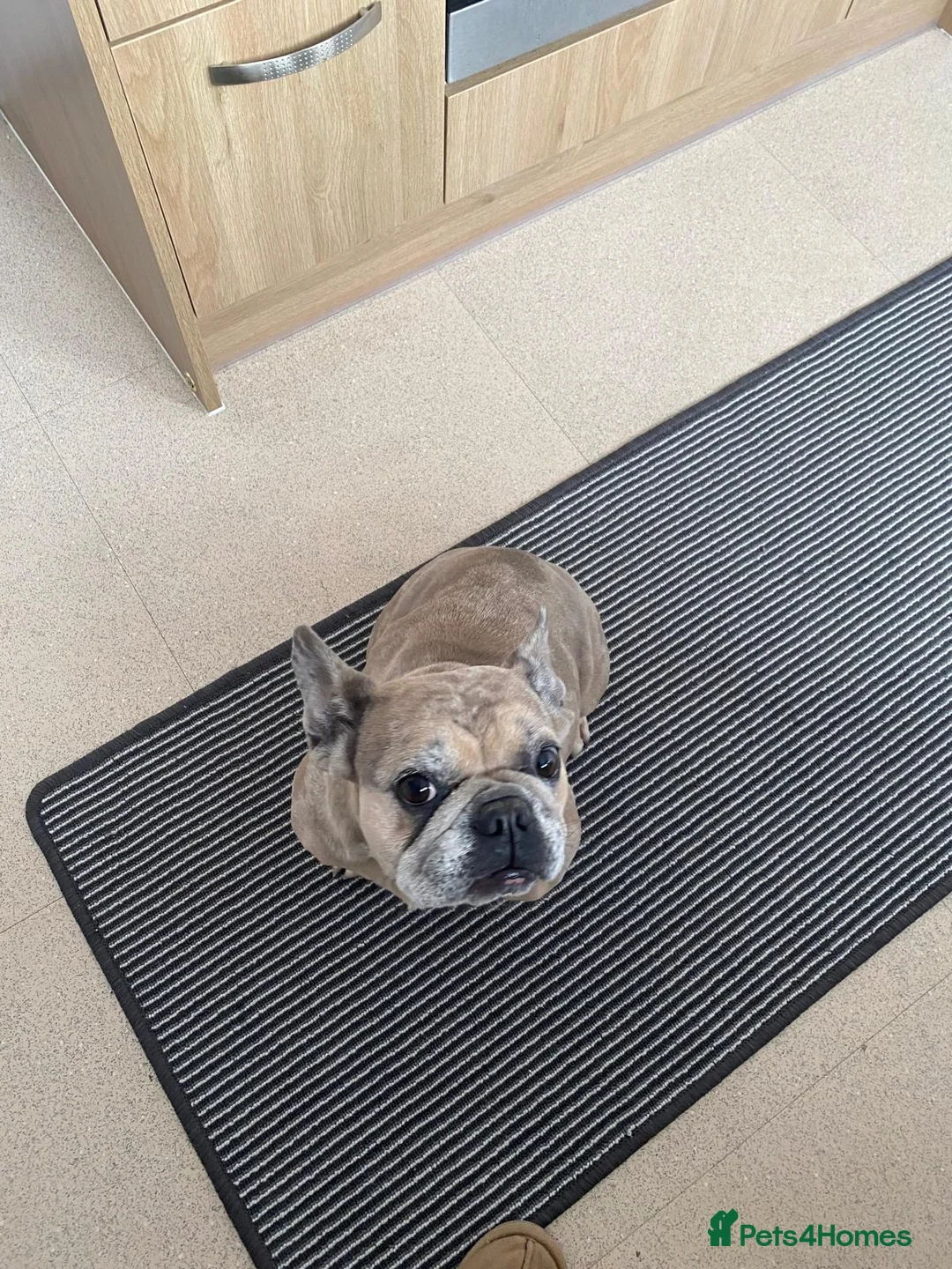 French Bulldog dogs for sale: Frenchie bitch for rehome  - Advert 1