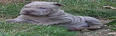 Shar Pei Puppy 2