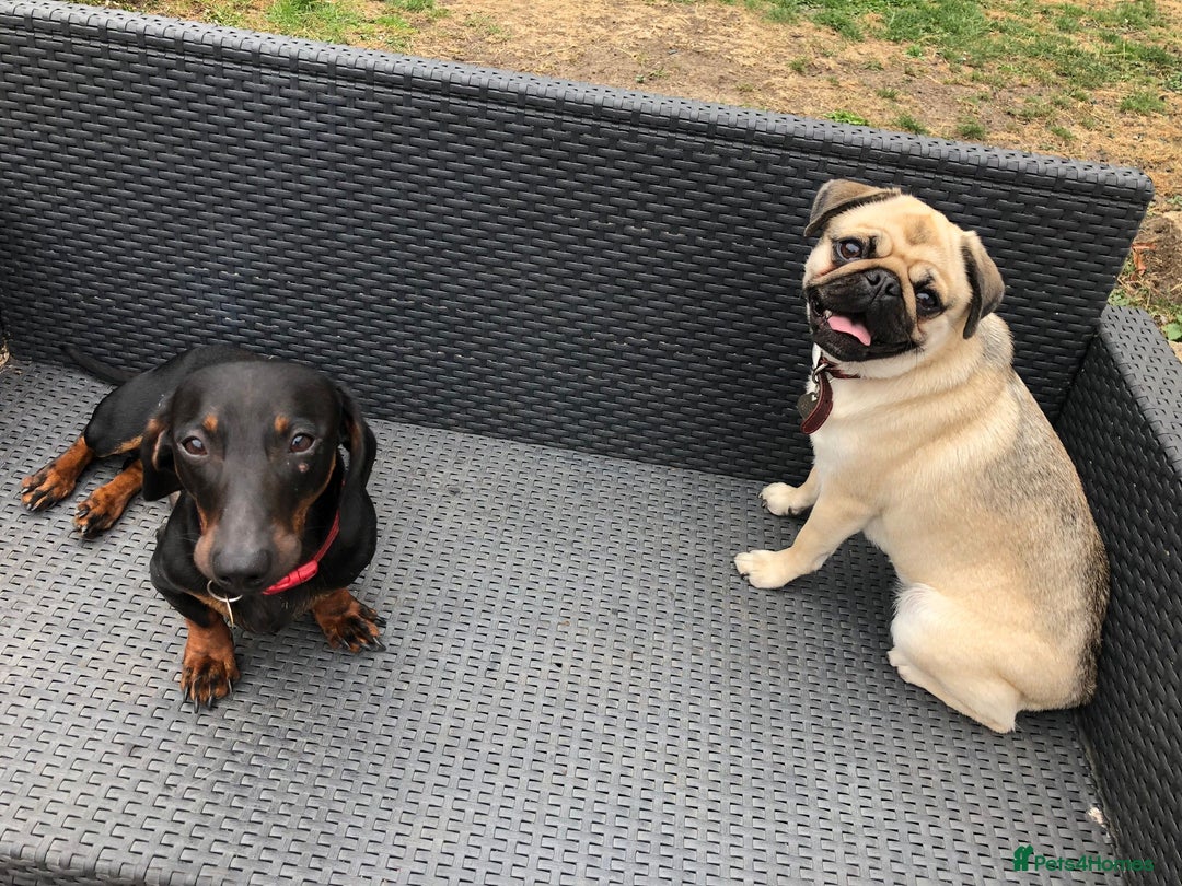 Miniature Dachshund dogs for sale: Miniature Dachshund  - Advert 5