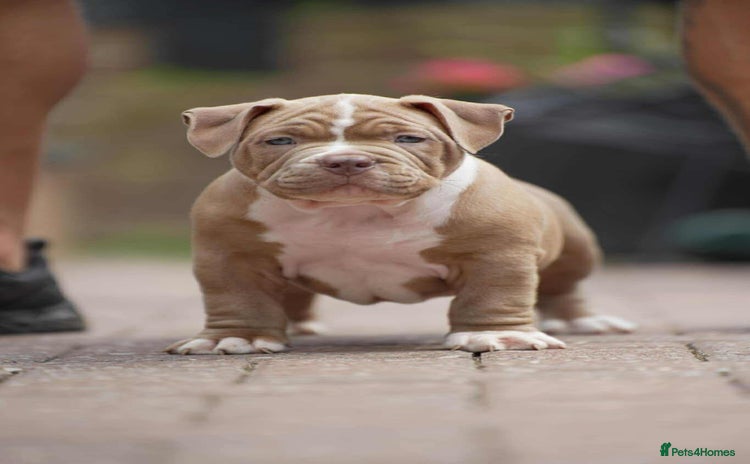American Bully dogs - Advert 1