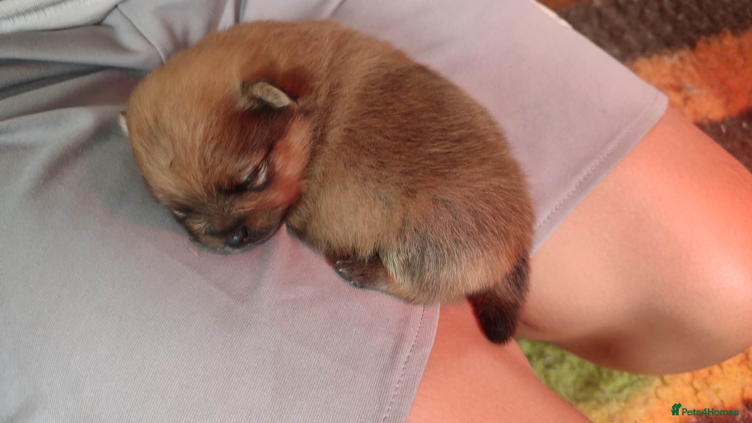 Pomeranian dogs for sale: Top Quality -KC registered  - Image 18