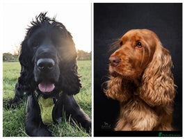 Cocker Spaniel dogs Outstanding Show Cocker Spaniel DNA Tested - Advert 12