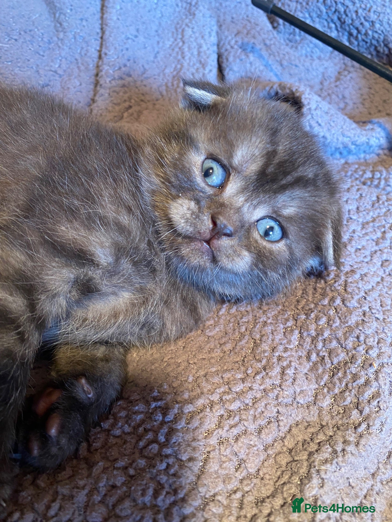 British Shorthair cats BSH/Scottish Fold kittens  - Advert 2