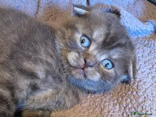 British Shorthair cats BSH/Scottish Fold kittens - Advert 1