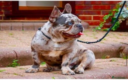 French Bulldog dogs for sale: 🐾fluffy french bulldogs 🐾 - Image 7