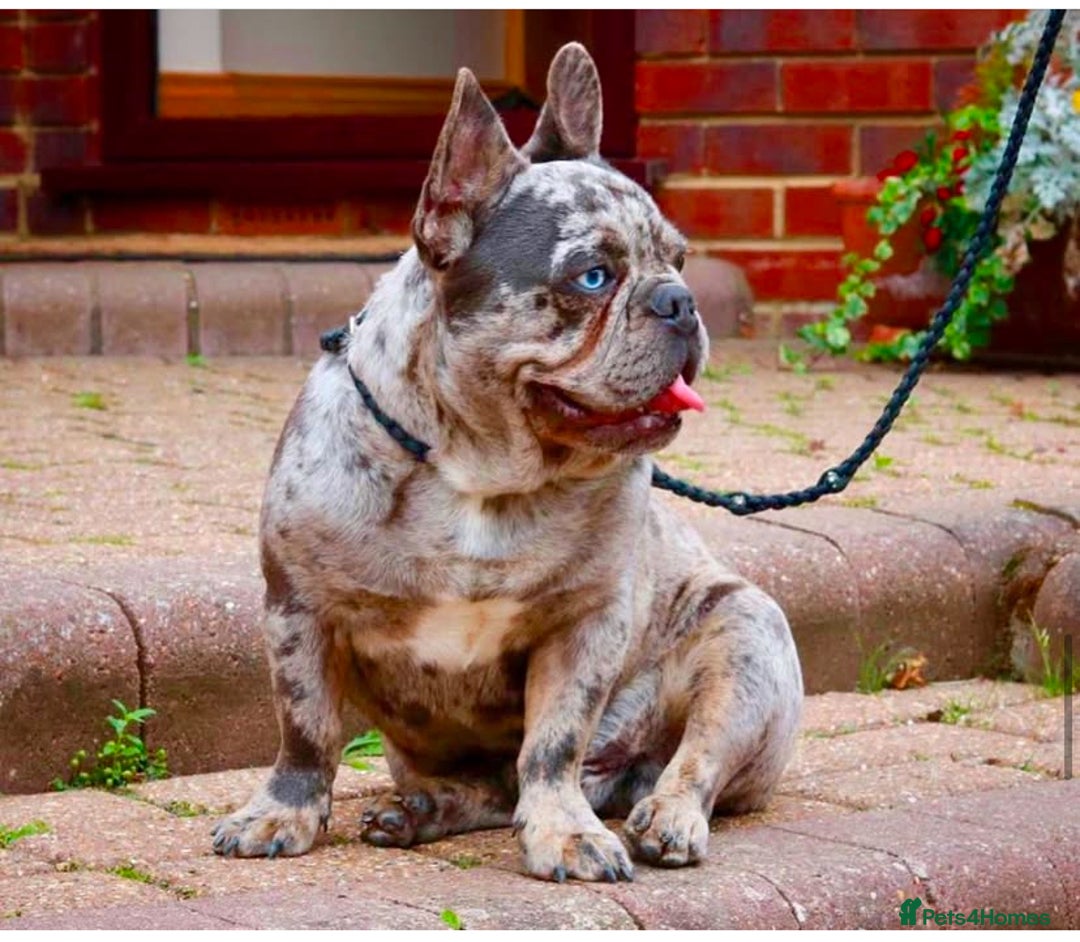 French Bulldog dogs for sale: 🐾fluffy french bulldogs 🐾 - Image 7