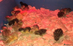 Quail poultry for sale: QUAILS CHINESE PAINTED BUTTONS ! - Advert 15