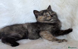 British Shorthair cats for sale: British shorthair kittens - Image 5