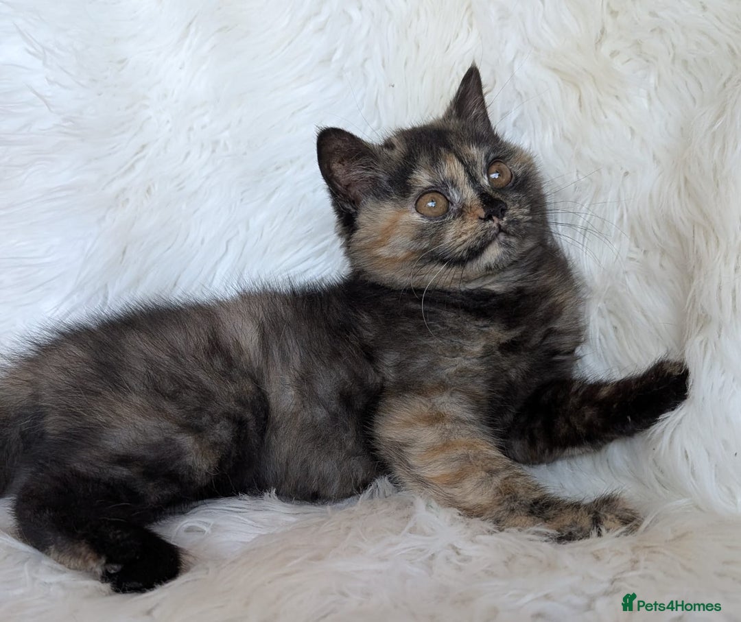 British Shorthair cats for sale: British shorthair kittens - Image 5