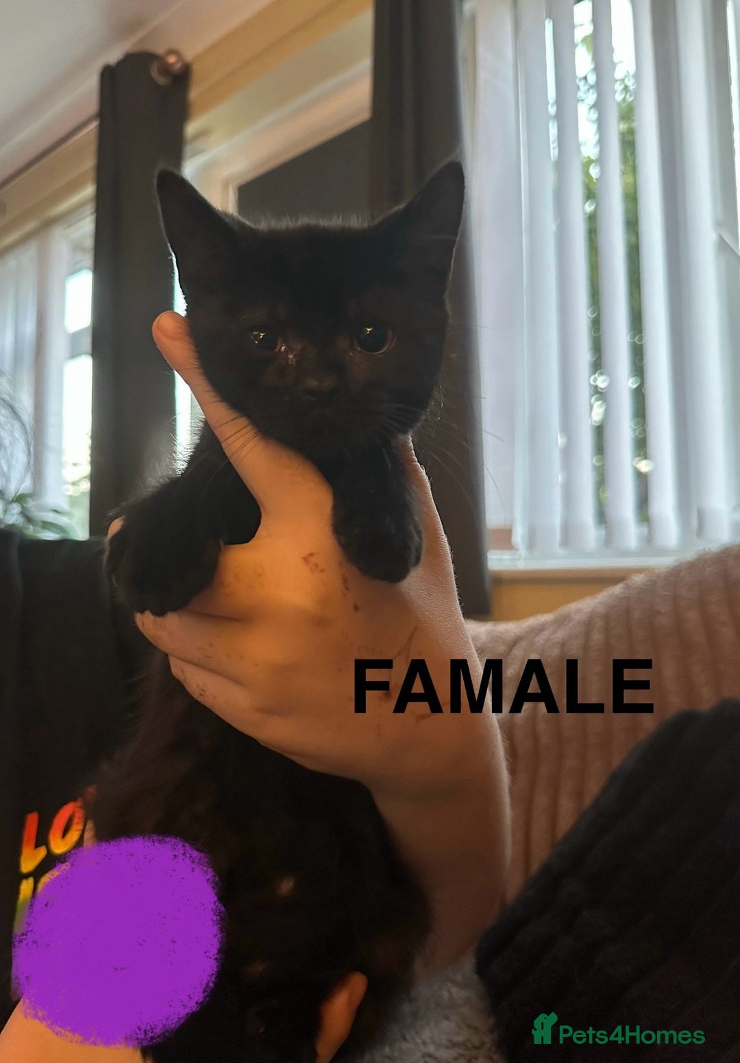 British Shorthair cats for sale: Beautiful Lively Kittens   - Image 8