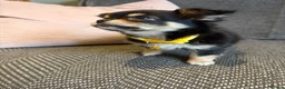 Chihuahua dogs for sale: 1 TINY KC REG boy ready to go to new home now - Advert 10