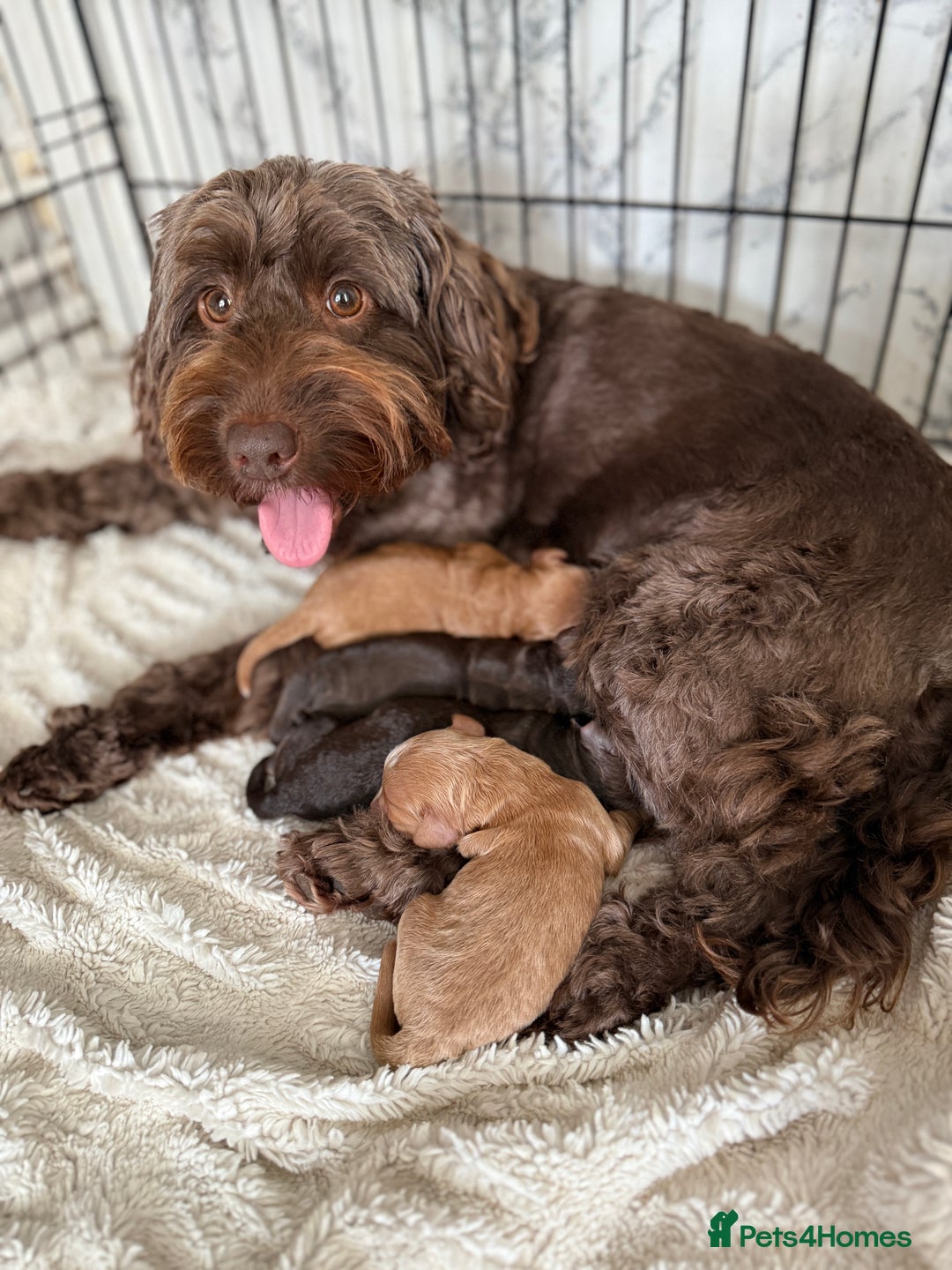 Cockapoo dogs for sale: 🐾3 girls 2 boys available🐾 - Image 6