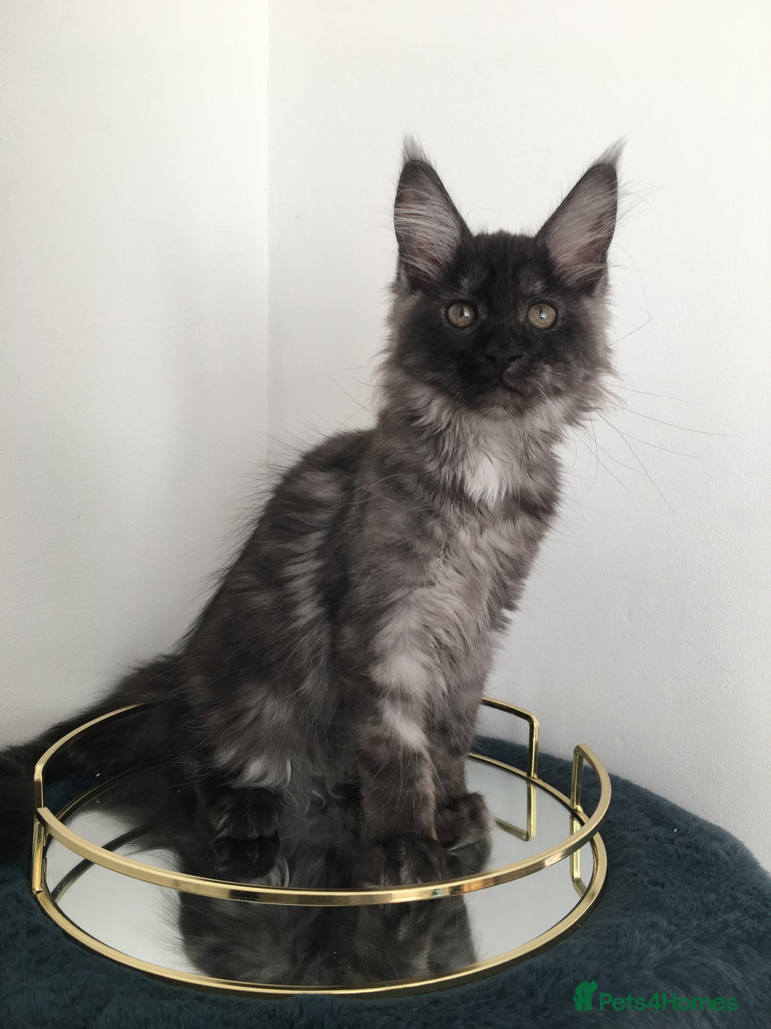 Maine Coon cats for sale: Mainecoons kittens Xl pedigree - Image 15