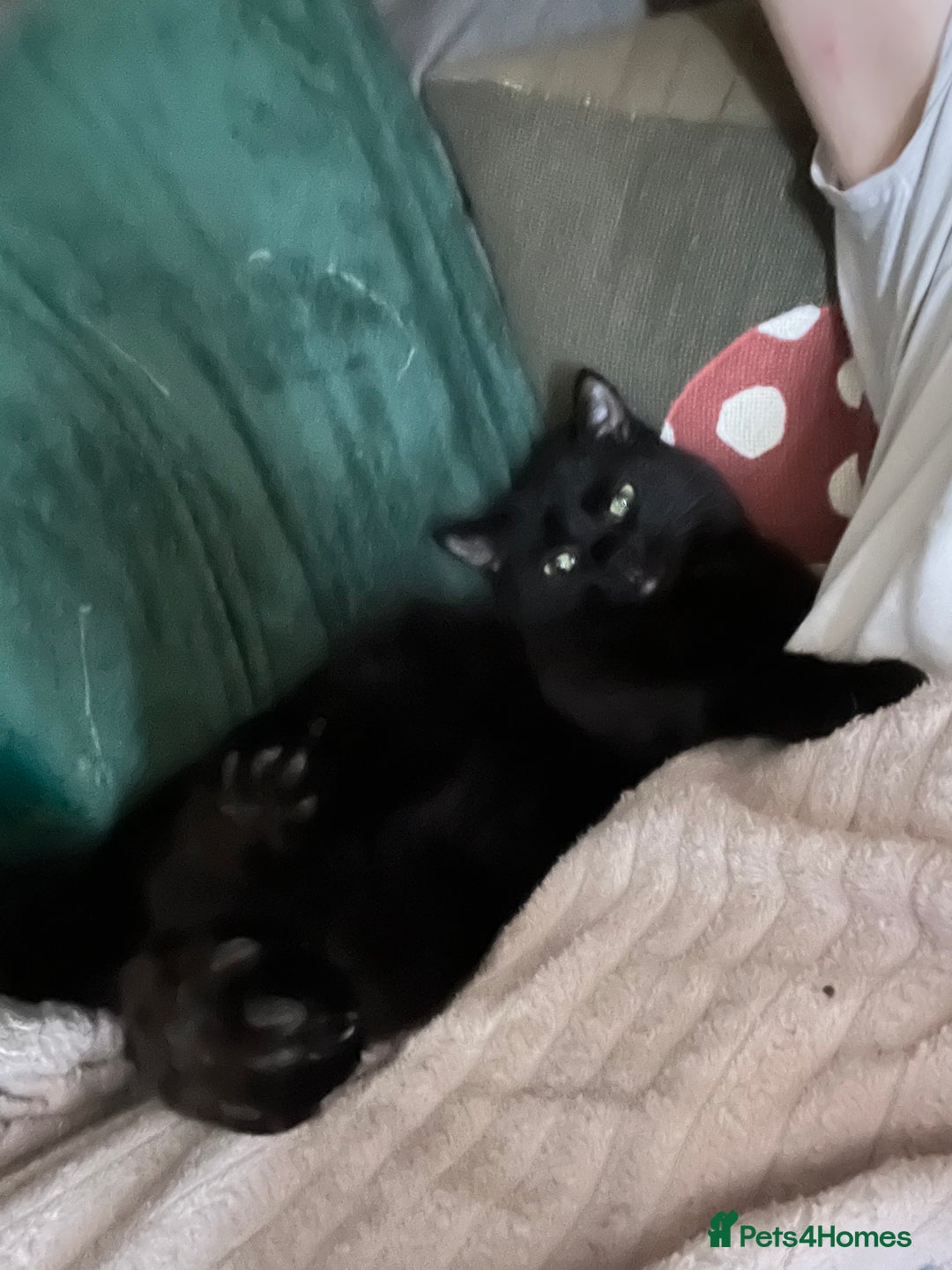 Mixed Breed cats for sale: 2 bonded cats - Advert 10