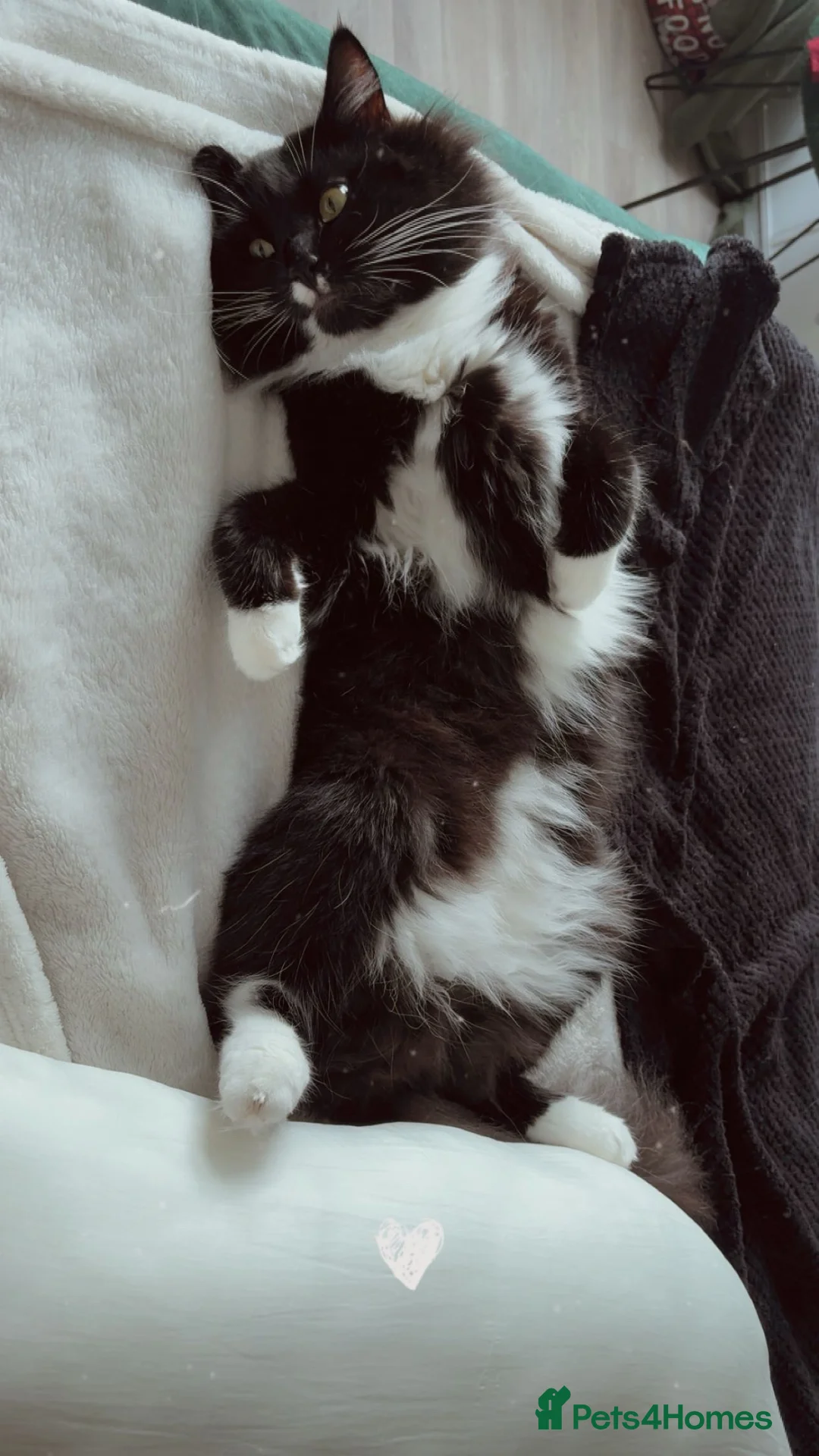 Ragdoll cats for sale: Pure breed Ragdoll -  in Sittingbourne - Advert 1