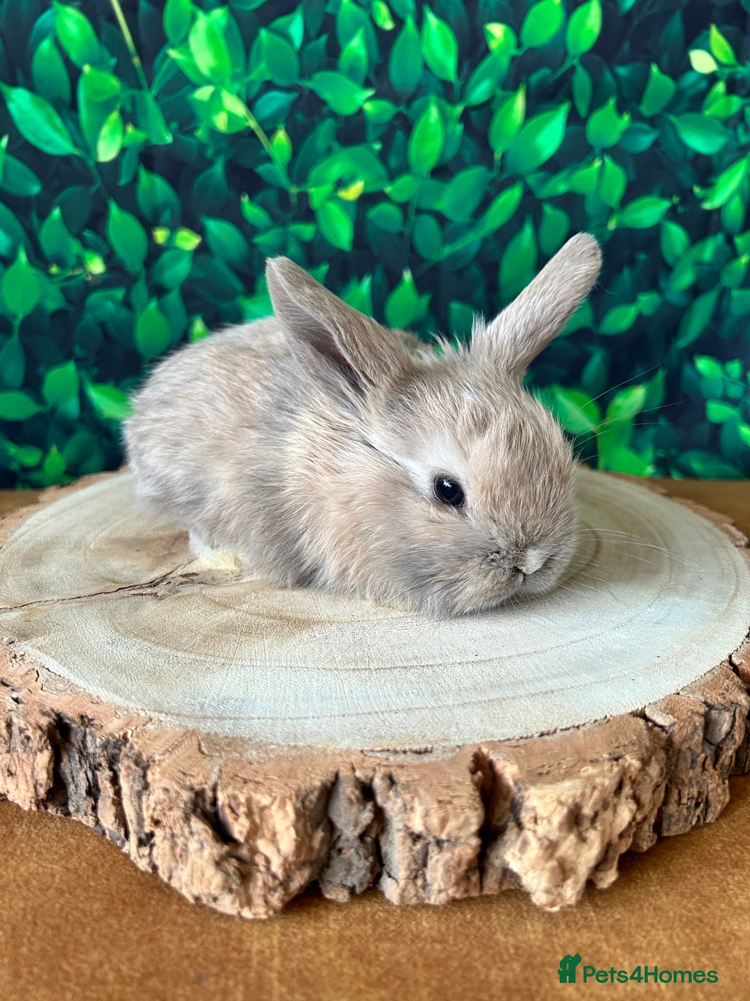 Mini Lop rabbits for sale: Gorgeous mini lops - Advert 8