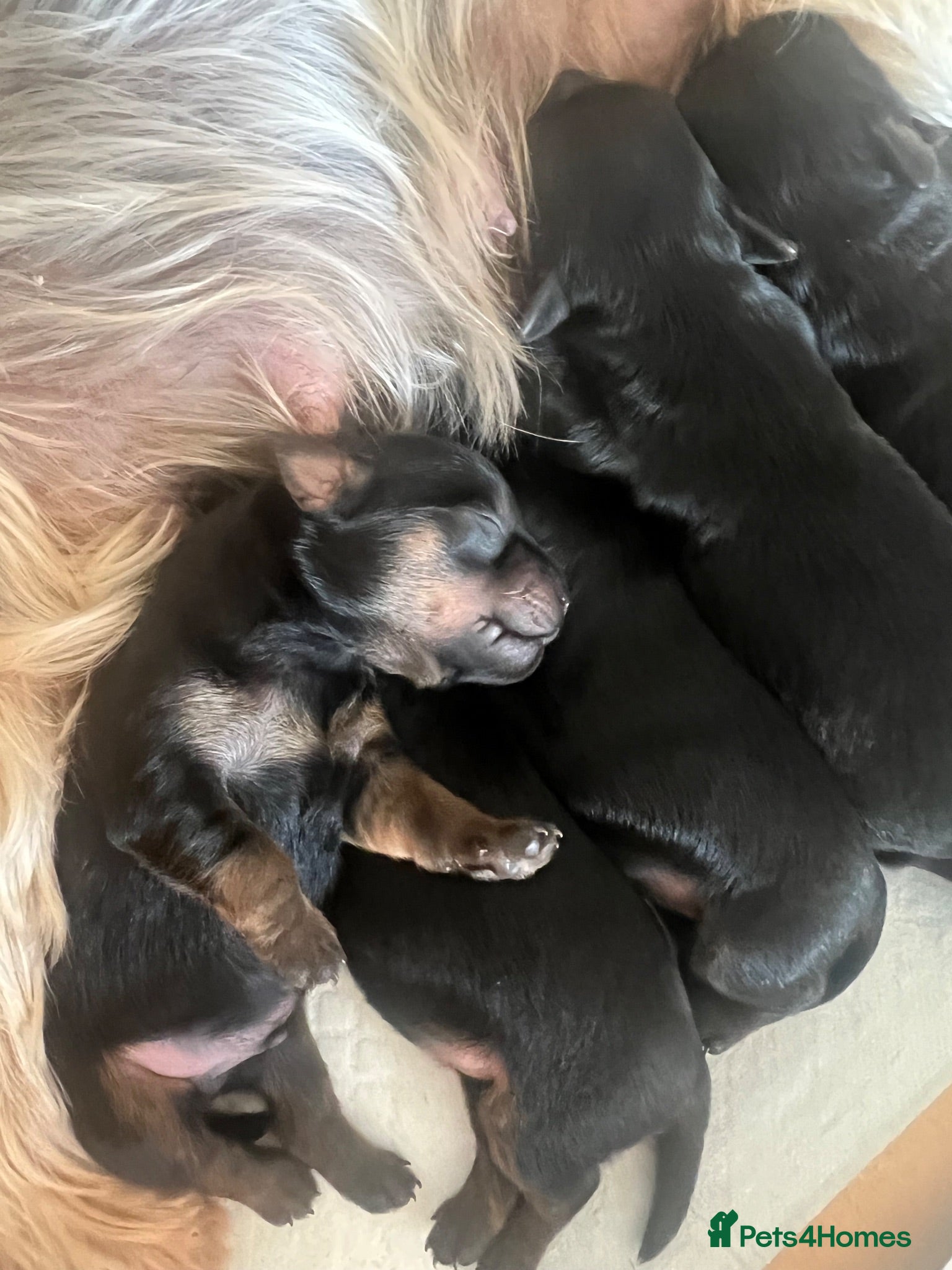 Mixed Breed dogs Adorable Chorkiepoo puppies  - Advert 2