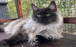 Maine Coon cats for sale: Maincoon girl one left so beautiful  - Image 2
