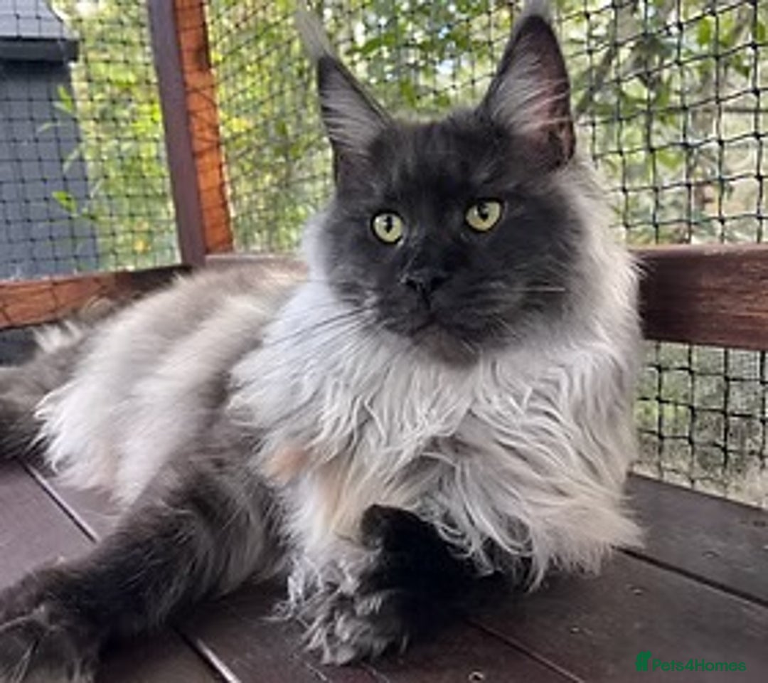 Maine Coon cats for sale: Maincoon girl one left so beautiful  - Image 2