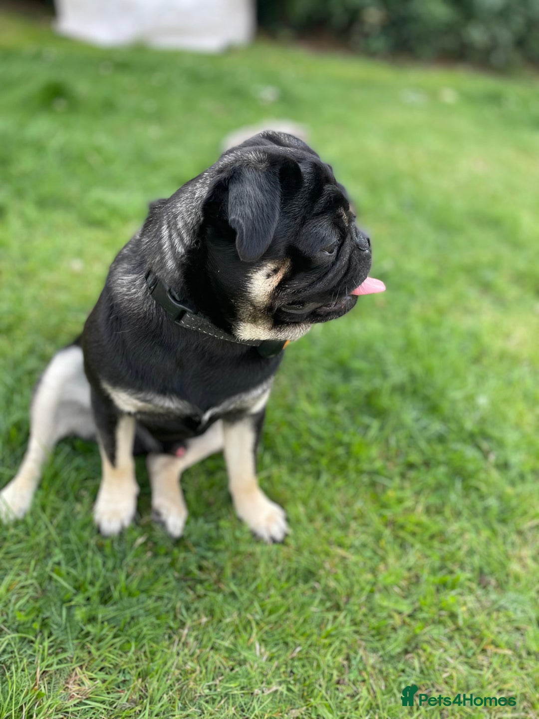 Pug dogs for stud: KC Registered Black Tan Pug 🌈 in Stourport-on-Severn - Image 3