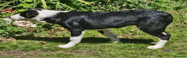 Border Collie Puppy 4