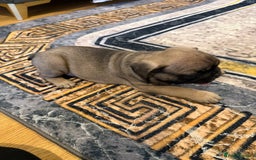 French Bulldog dogs for sale: 4 Little puppy original french bulldog 3 girls1 bo - Image 18