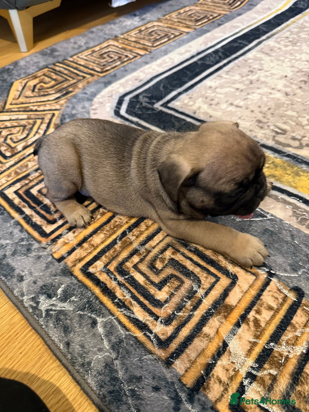 French Bulldog dogs for sale: 4 Little puppy original french bulldog 3 girls1 bo - Image 18