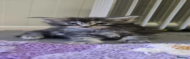Maine Coon Kitten 4
