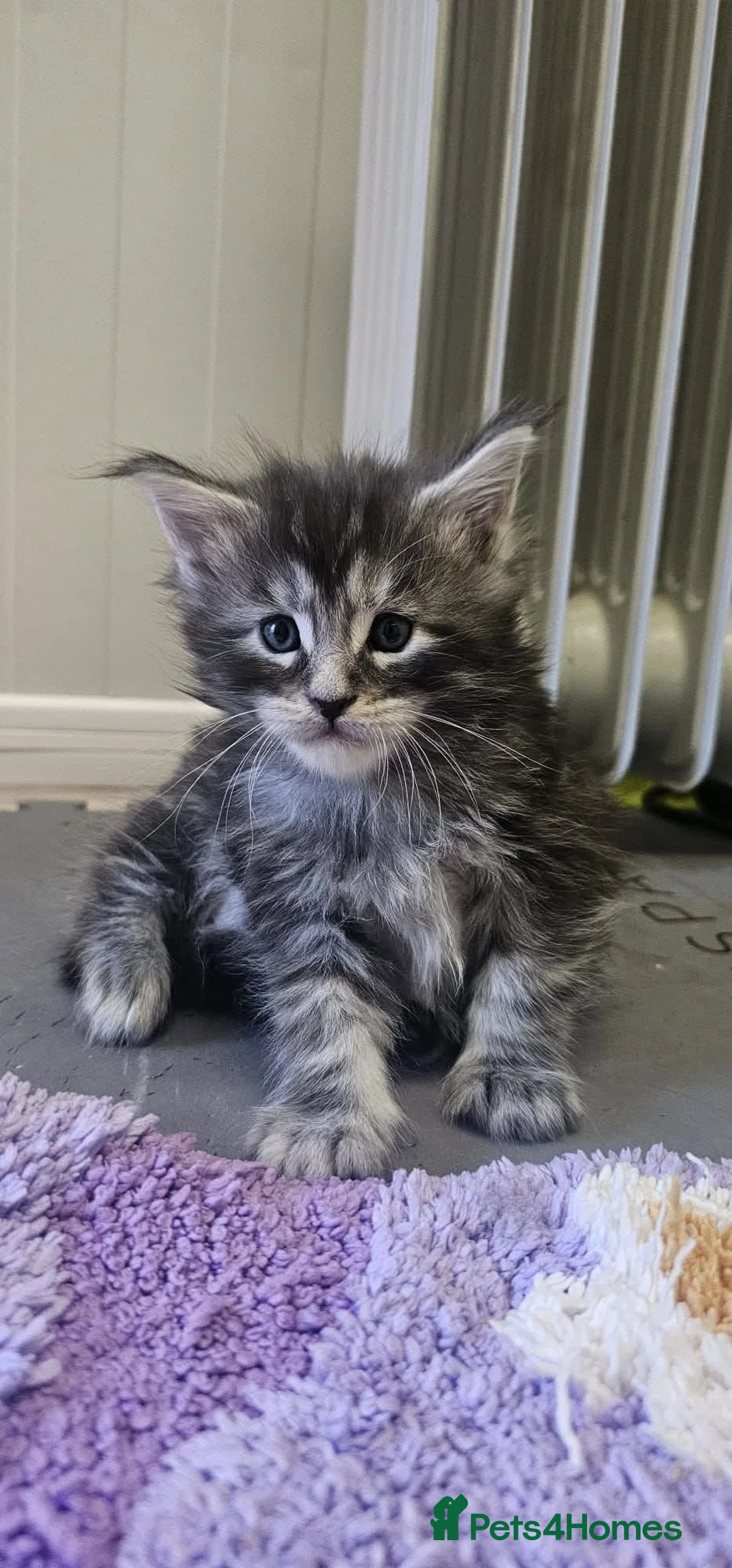 Maine Coon cats for sale: Giants maine coon kittens  - Advert 2
