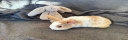 Mixed Breed rabbits for sale: Beautiful friendly baby bunnies ready in 4 weeks  - Advert 18