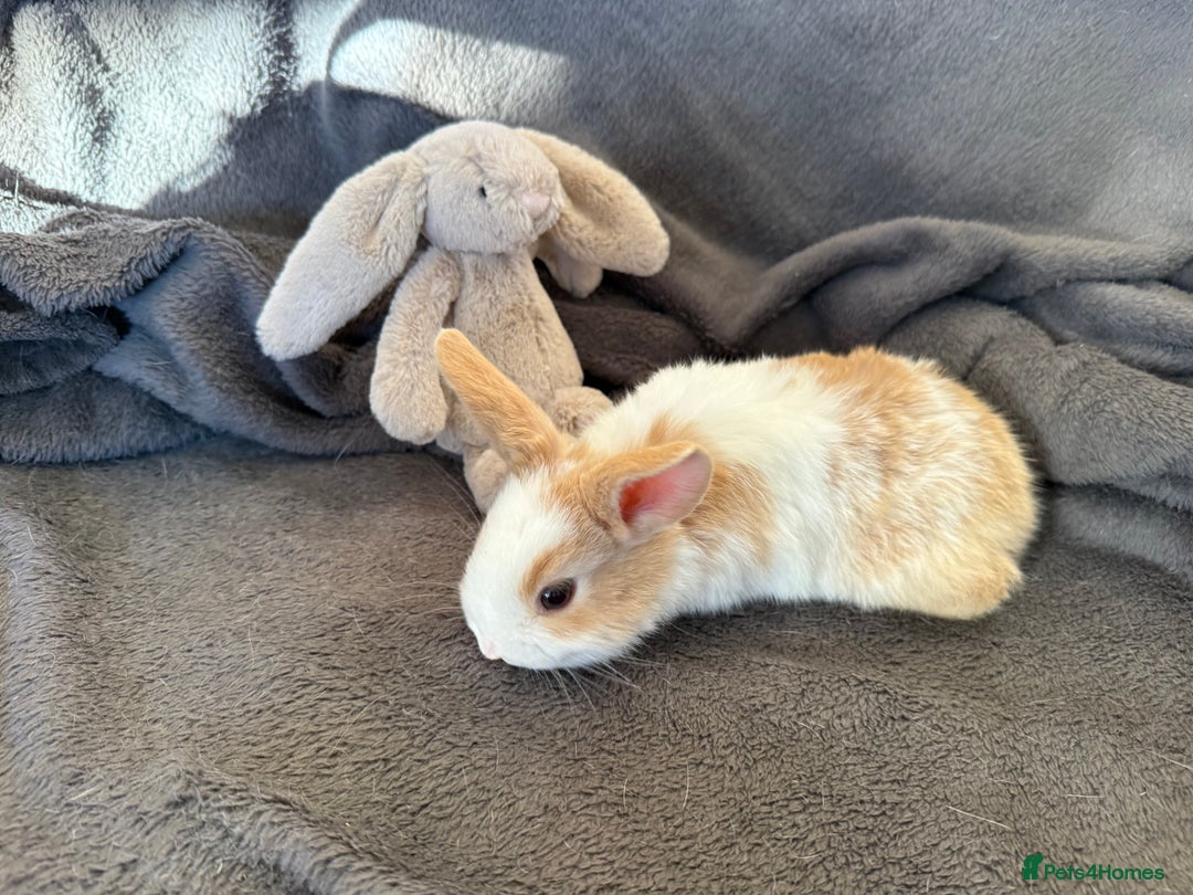Mixed Breed rabbits for sale: Beautiful friendly baby bunnies ready in 4 weeks  - Advert 18