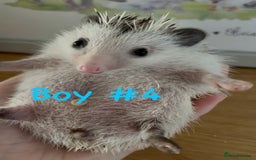 Pygmy Hedgehog rodents for sale: Ready next week (the 13th) Pygmy hedgehog hoglets  - Image 2