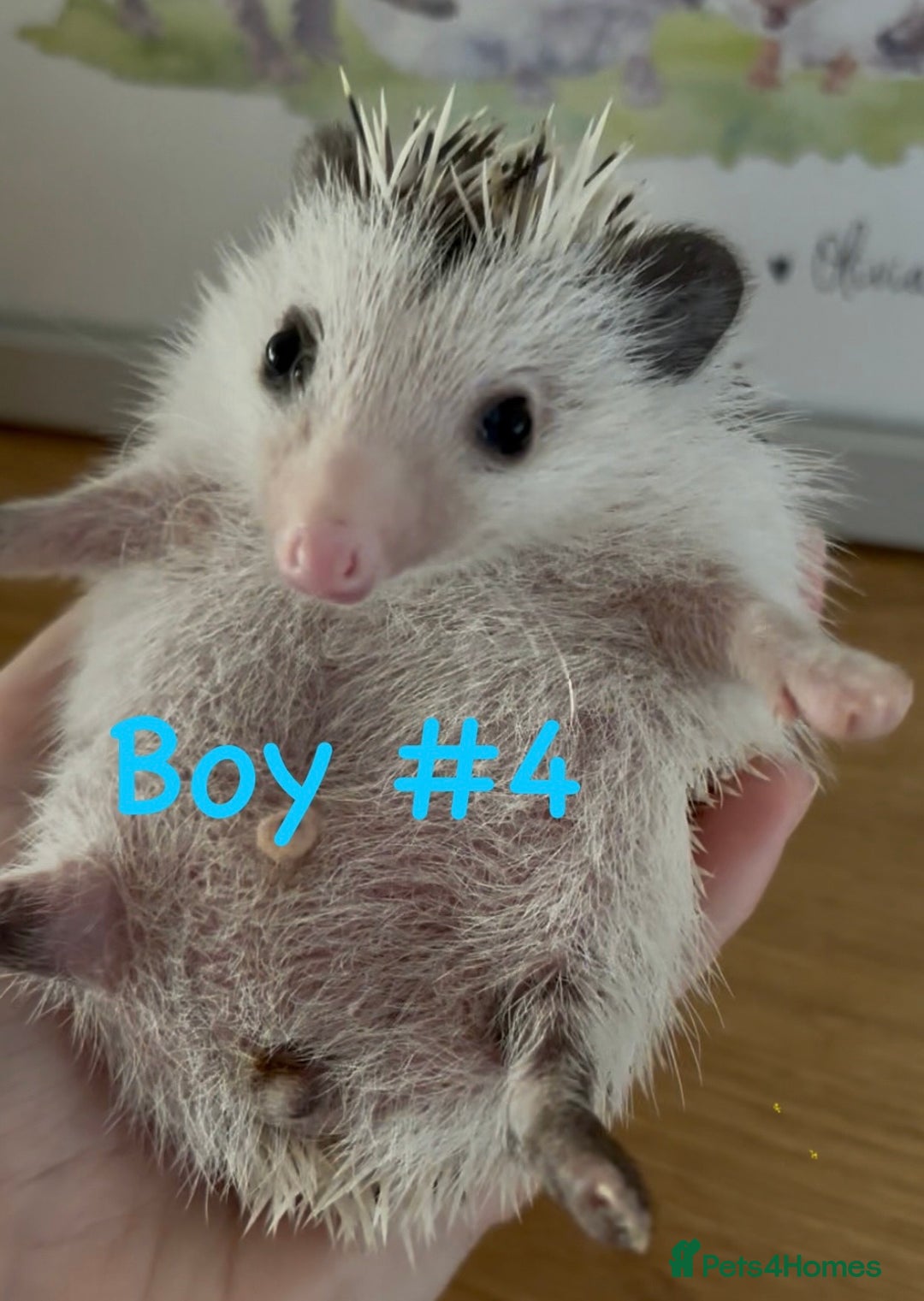 Pygmy Hedgehog rodents for sale: Ready next week (the 13th) Pygmy hedgehog hoglets  - Image 2