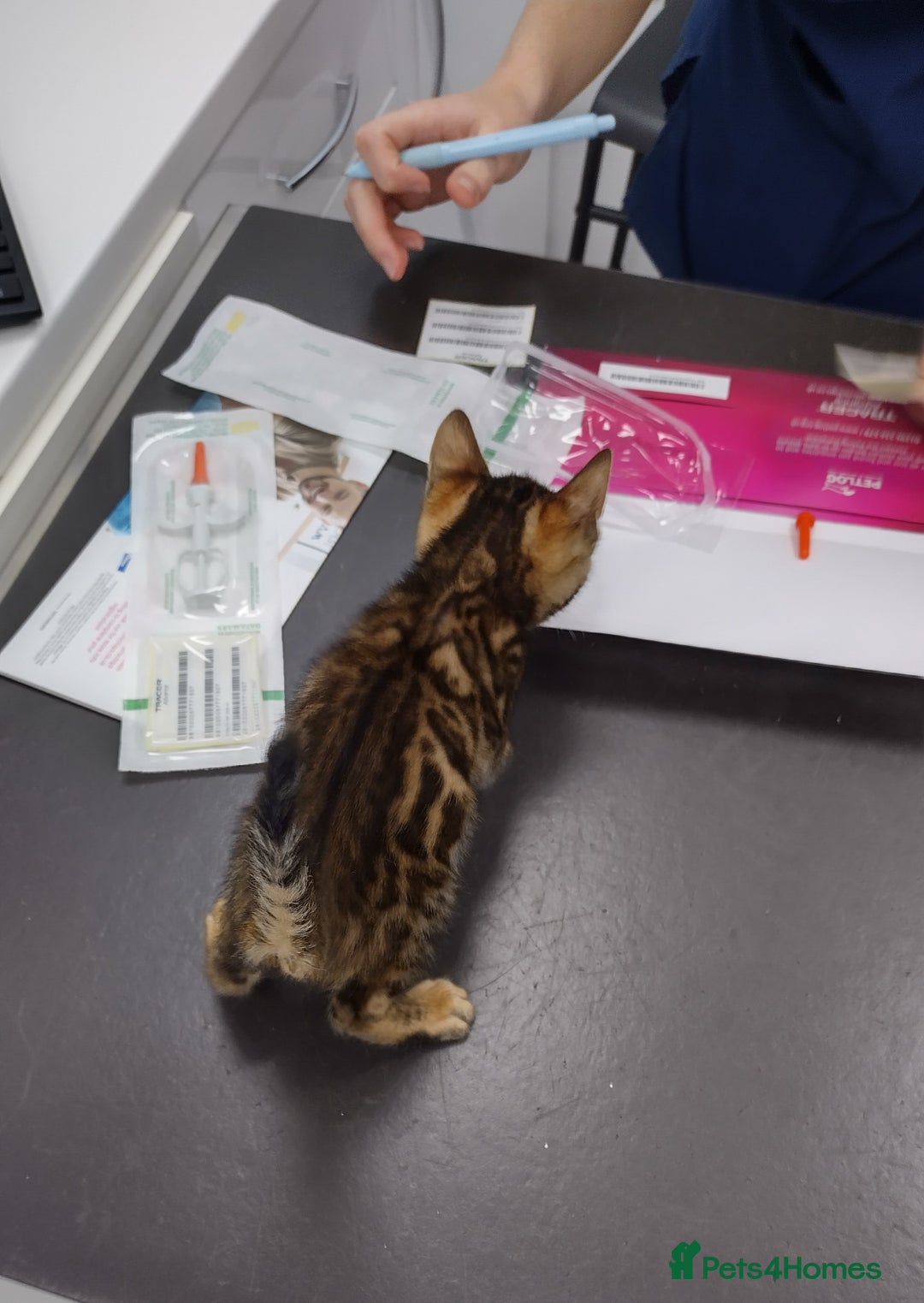 Bengal cats for sale: Kittens Bengal Pedigree tree blood line - Image 10