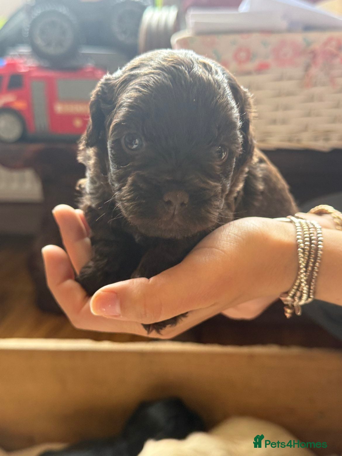 Shihpoo dogs 🐾 Gorgeous Shihpoo puppies for sale 🐾 - Advert 1