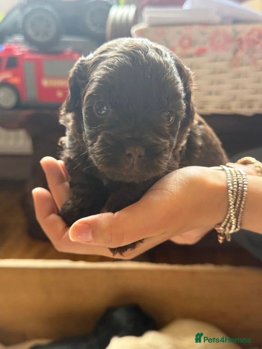 Shihpoo dogs for sale: 🐾 Gorgeous Shihpoo puppies for sale 🐾 - Advert 1