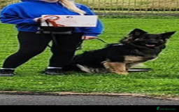 German Shepherd dogs for sale: 11 Beautiful German Shepherd Puppies 😍 - Image 17