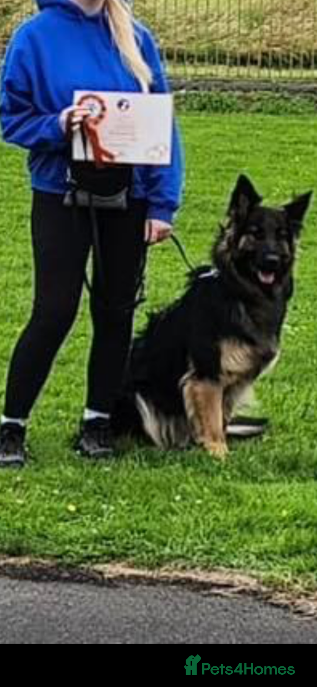 German Shepherd dogs for sale: 11 Beautiful German Shepherd Puppies 😍 - Image 17