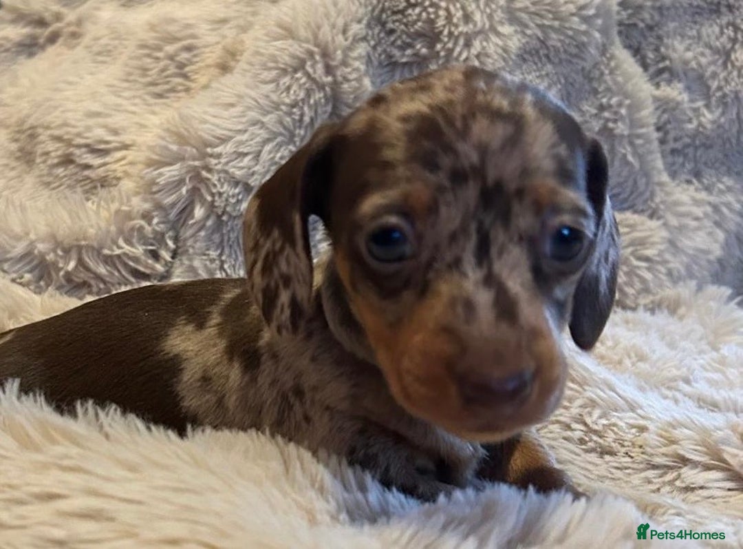 Miniature Dachshund dogs for sale: KC Miniature Dachshund Puppies  - Advert 15