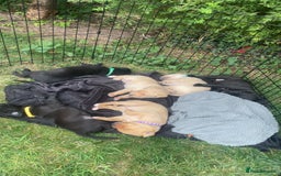 Mixed Breed dogs for sale: 3/4 Labradors puppy’s for sale  - Image 5