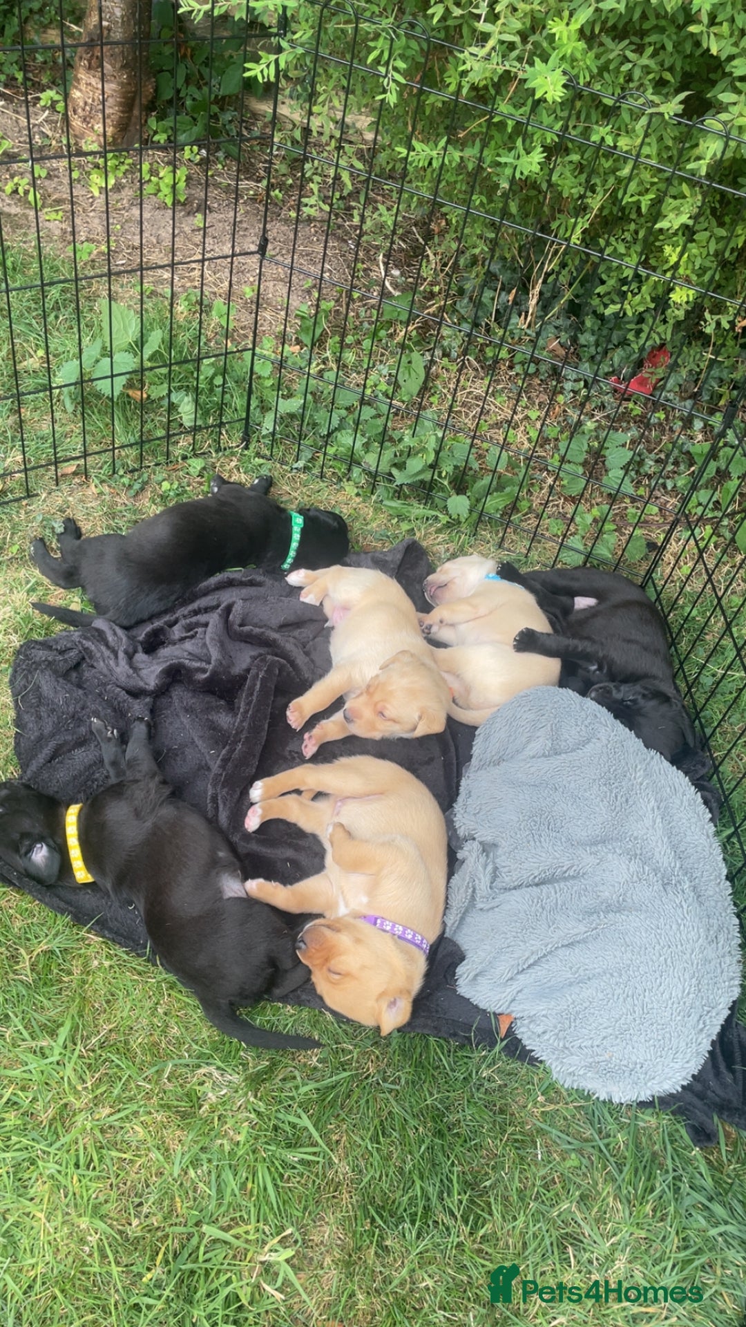 Mixed Breed dogs for sale: 3/4 Labradors puppy’s for sale  - Image 5