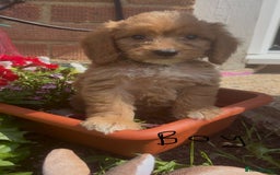 Cockapoo dogs for sale: Cockapoo  - Image 2