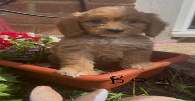 Cockapoo dogs - Advert 11